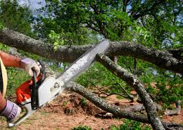 Best Tree Cabling and Bracing  in Park Ridge, NJ