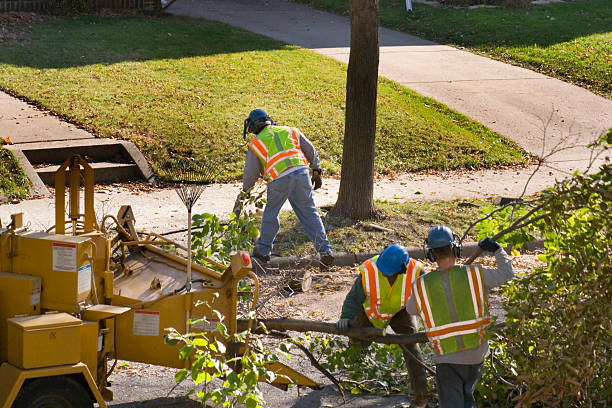 Why Choose Our Tree Removal Services in Park Ridge, NJ?