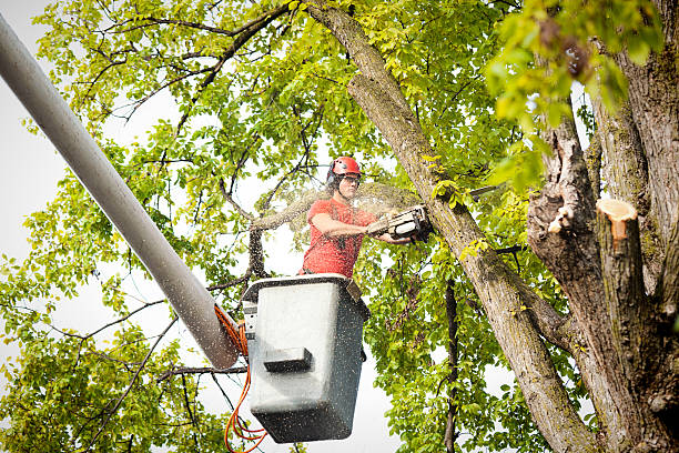 Park Ridge, NJ Tree Services Company